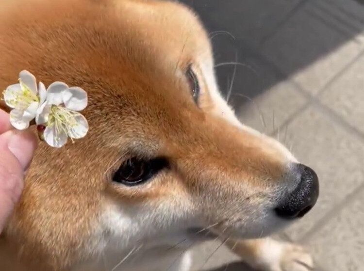 頭飾りを断固拒否する柴犬！かわいい梅の花を頭の上に乗せようとすると、即座にかわす姿に「かわいい」の声