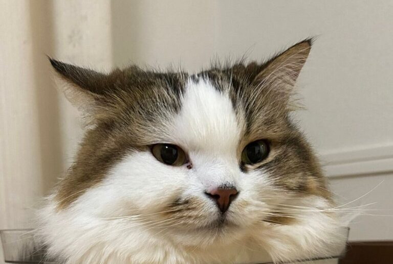 「ティラミス」「アイス」などスイーツ名続々!!透明の箱の中でまったりくつろぐ猫に、9.5万件のいいねと「かわいい」の声