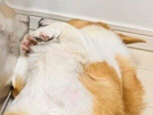 冷蔵庫前でスタンバイ！コーギーのほほ笑ましい「習慣」に15万いいね「やらないという選択肢がない」