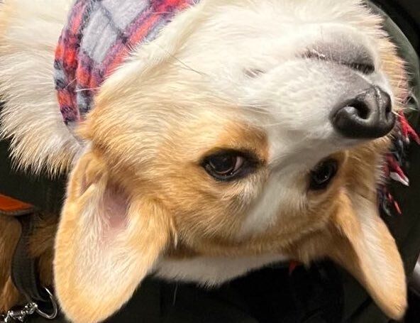 お散歩に疲れちゃったコーギー犬、甘えん坊モードで抱っこされる姿が「かわいすぎる」「脱力感が出ている」と話題に！