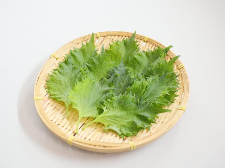 旬の「大葉」スーパーで買うときにおいしいものを見分けるコツとは？