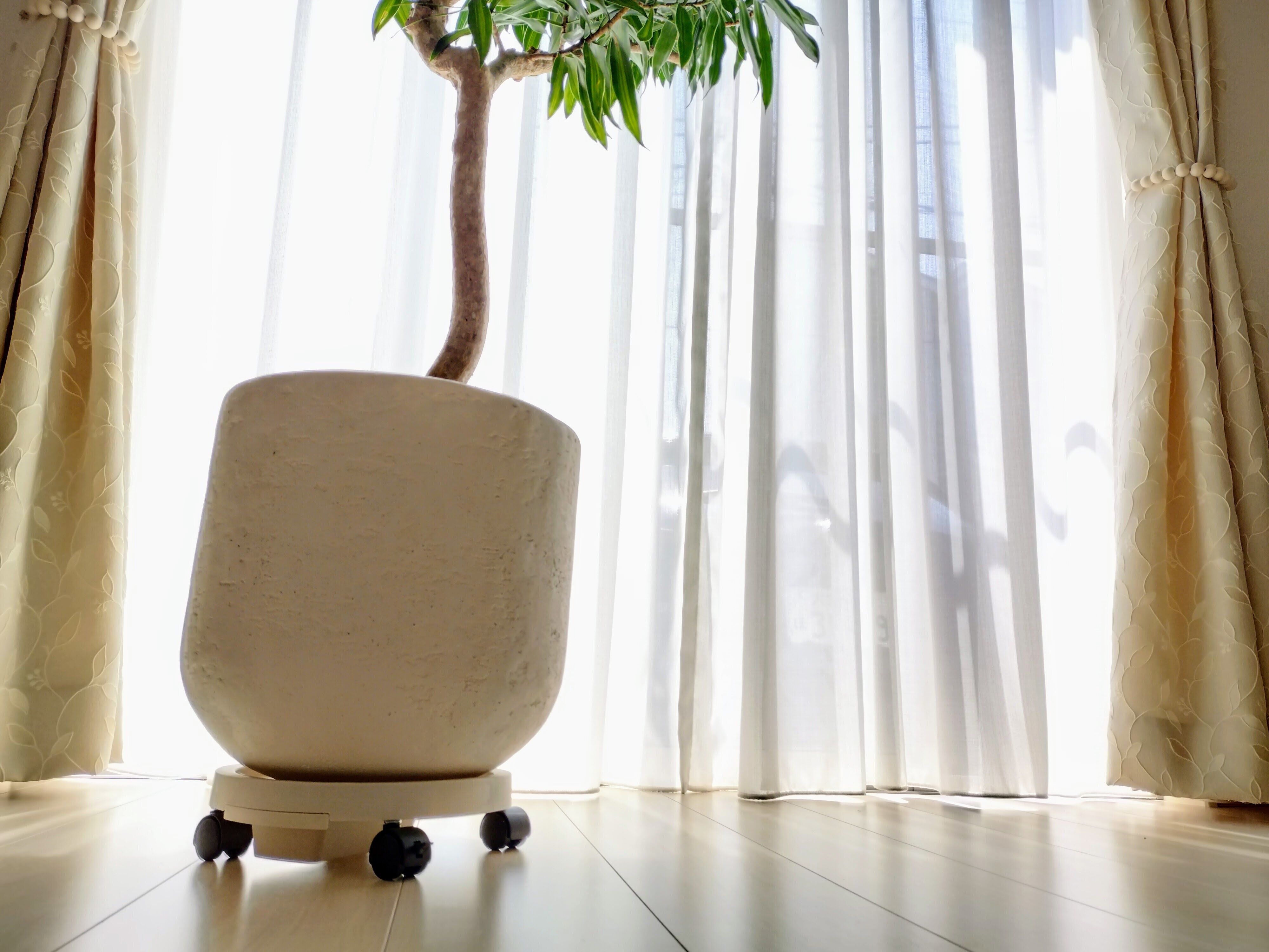 キャスター付きトレーに乗せた観葉植物