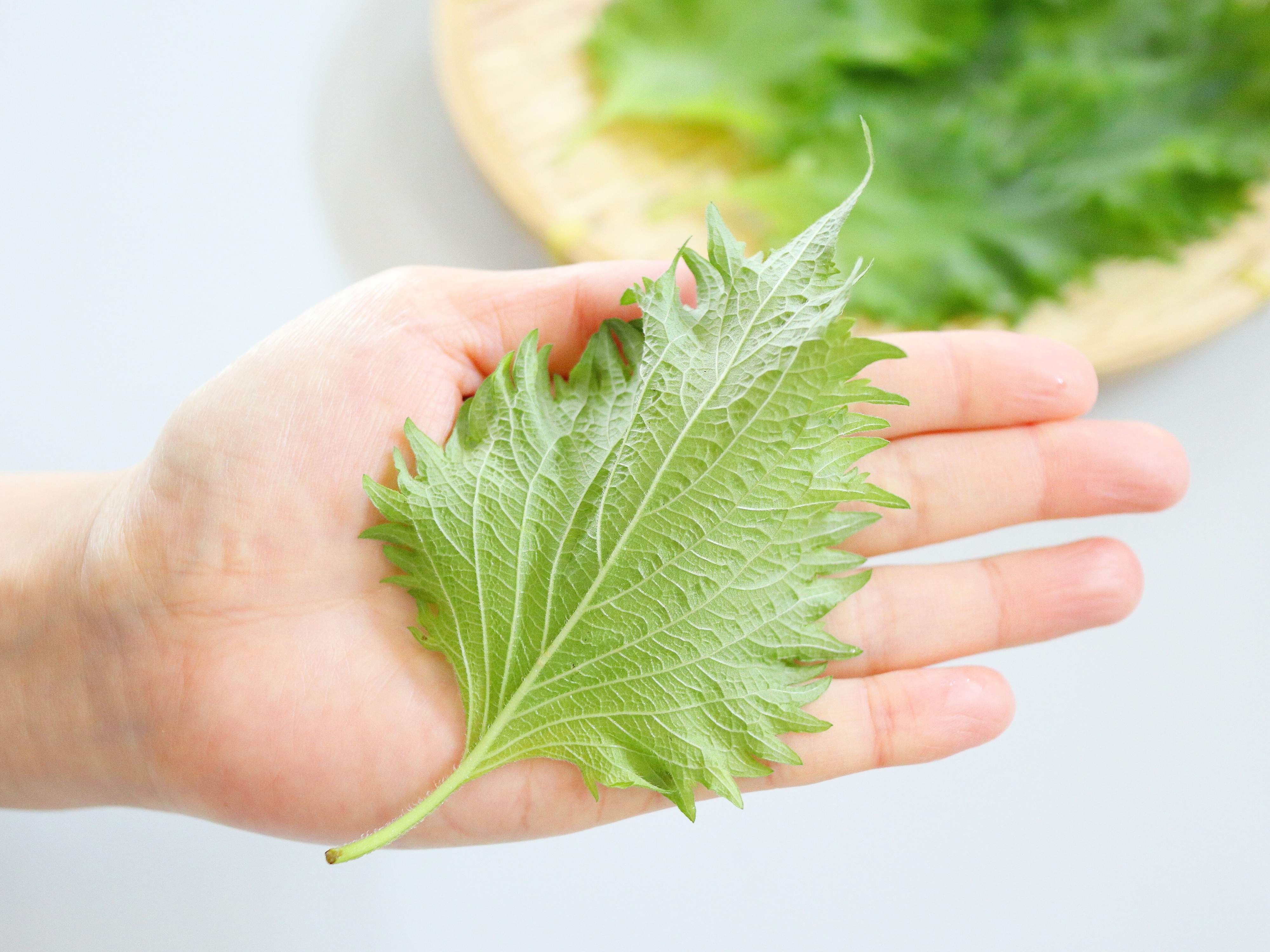 まん中の葉脈がまっすぐ通っている