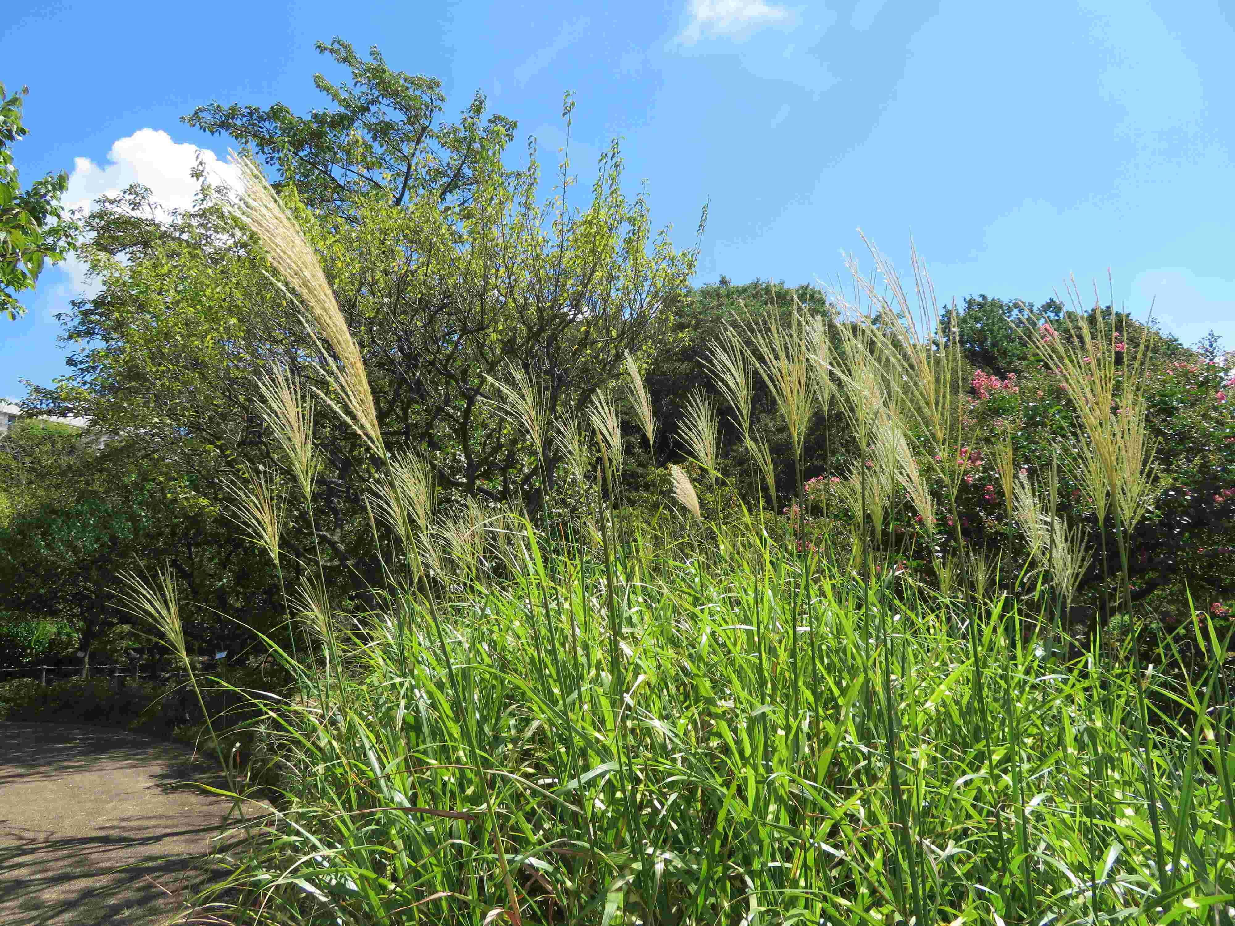 秋になっても注意が必要