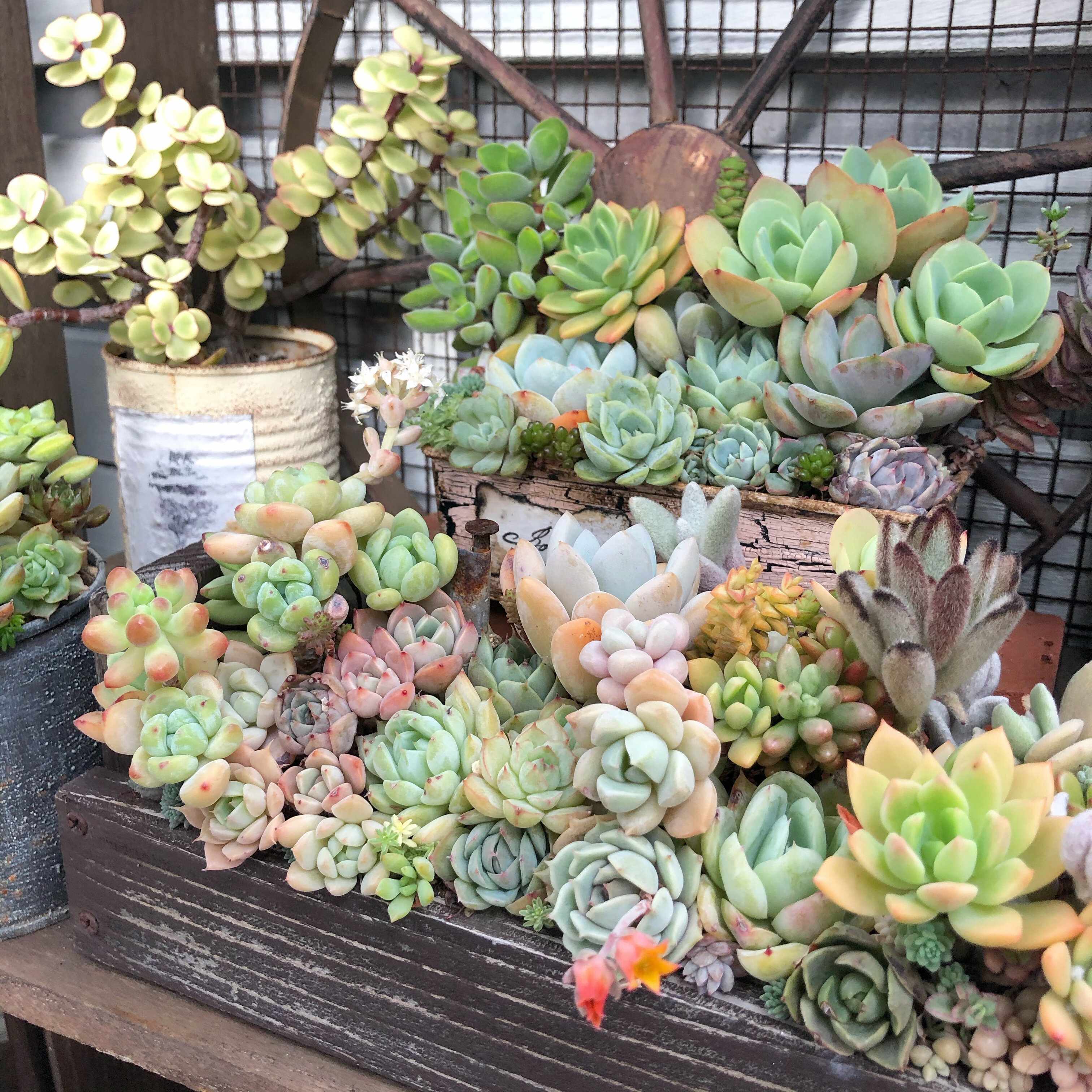 猛暑のベランダでも大丈夫!多肉植物を暑さで枯らさないための対策5選