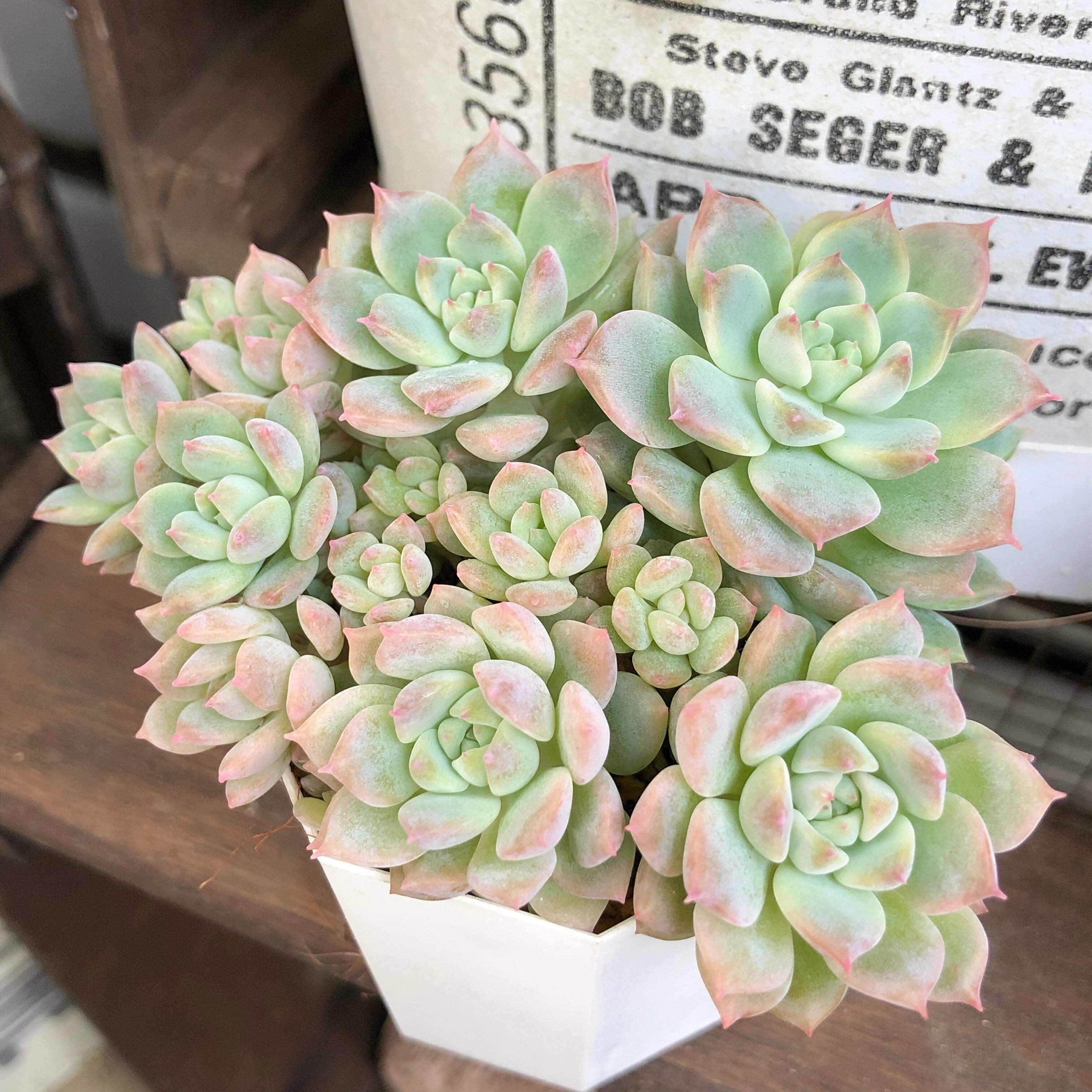 猛暑でも元気!多肉植物を守る簡単な5つの対策