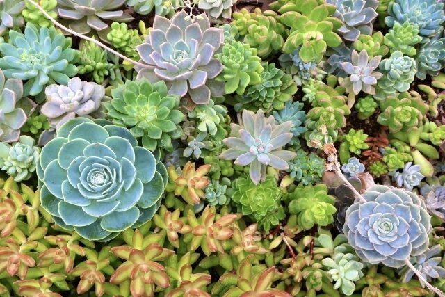 夏に気をつけたい!多肉植物のピンチサイン