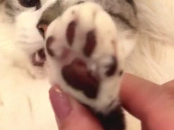 【爪伸びているかな？】チェック中の表情がかわいすぎる猫ちゃんに4.4万いいね！ぴえん顔に「完全一致」