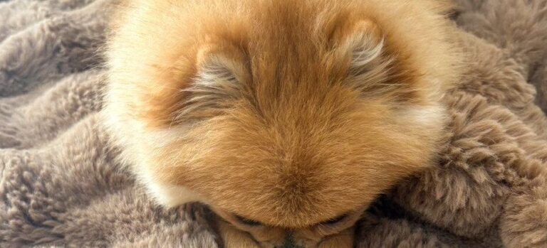 鼻が寒いポメラニアン→かわいすぎる温め方に「あざとい」「かわい〜」など2.4万件のいいね