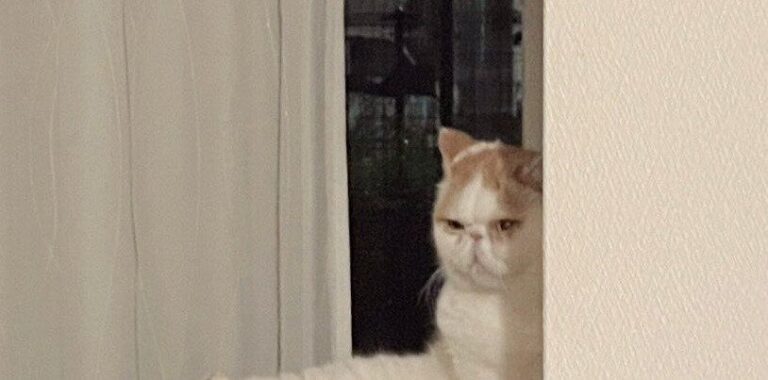 「ネコが毛繕いしているなぁ」→突然始まるセクシーショー「近くで観劇したい」の声と9.1万件のいいね