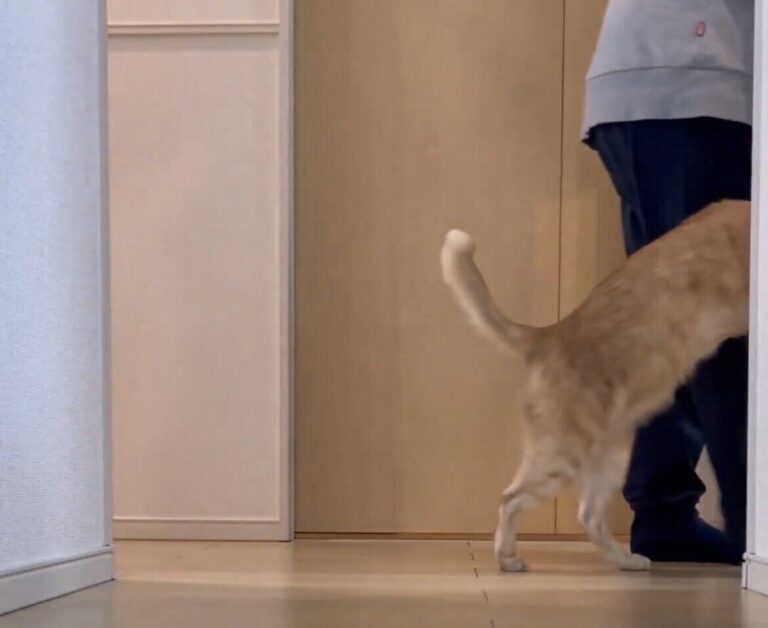 金魚鉢に上半身を入れて歩く茶トラが可愛すぎる！しっかりとカメラ目線をくれる姿に「ツボってしまった」の声