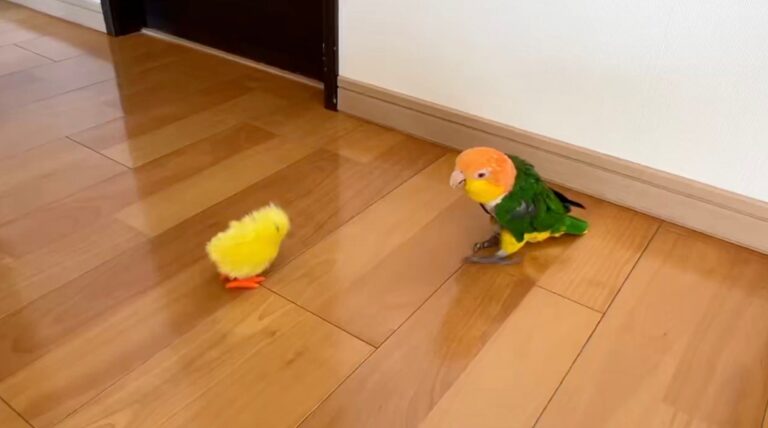 鳥のおもちゃから逃げたつもりだったのに！なぜか近づいちゃうインコに6.6万人が爆笑！「笑いすぎてお腹イタイ」の声