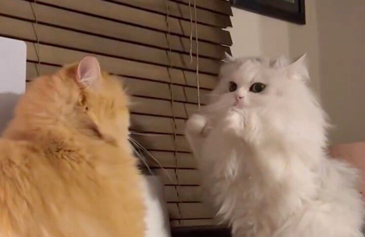 2本足で立ち上がり、見事なファイティングポーズをとる猫！ピリピリと緊迫した空気の中、飛び出したかわいすぎるパンチに4.5万人が悶絶