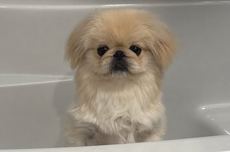 愛犬をシャンプーしたら→「サンバイザー」が爆誕!!ふだんとのギャップに、飼い主と3.1万人の笑いが止まらない