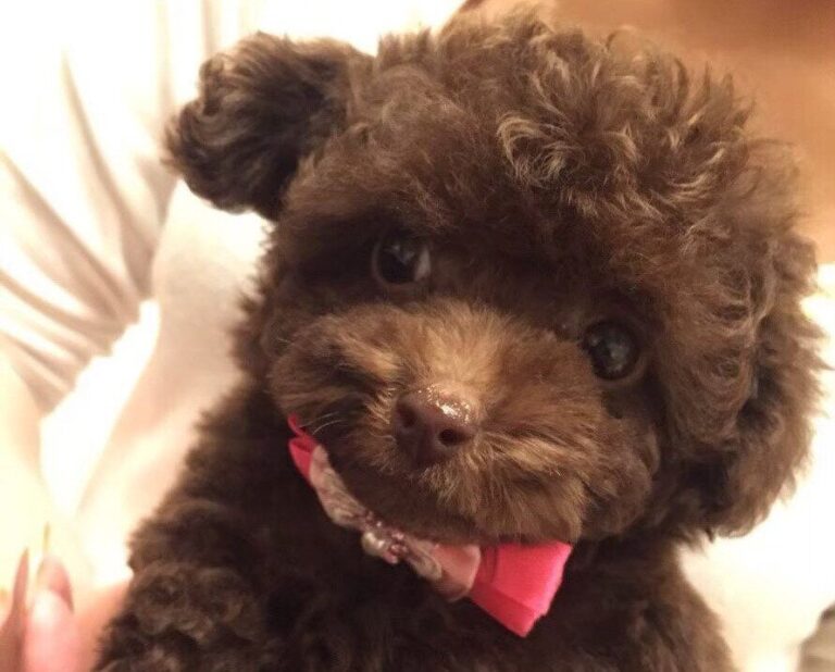 ふわふわの子犬プードル→9年後…「貫禄ありすぎやなぁ」あまりに激変した姿に「面影どこいった」と4.7万件のいいね