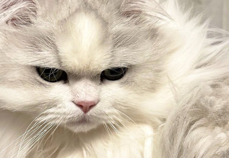 愛猫がエアコンの下で睡眠→衝撃の変身に「そうはならんやろ」と13万人が思わずツッコむ