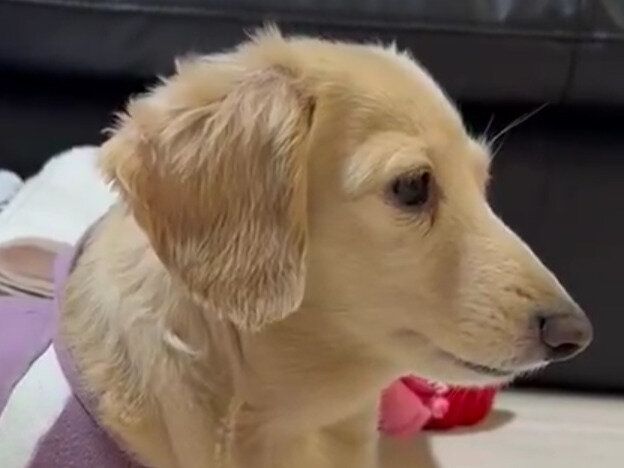 ボーっとしながらお腹をポリポリするワンコ「何を考えている？」「人と変わらない」どんな姿もいとおしい