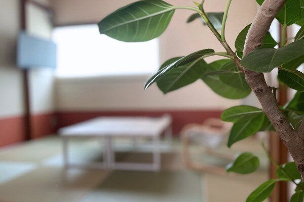 植物のある部屋