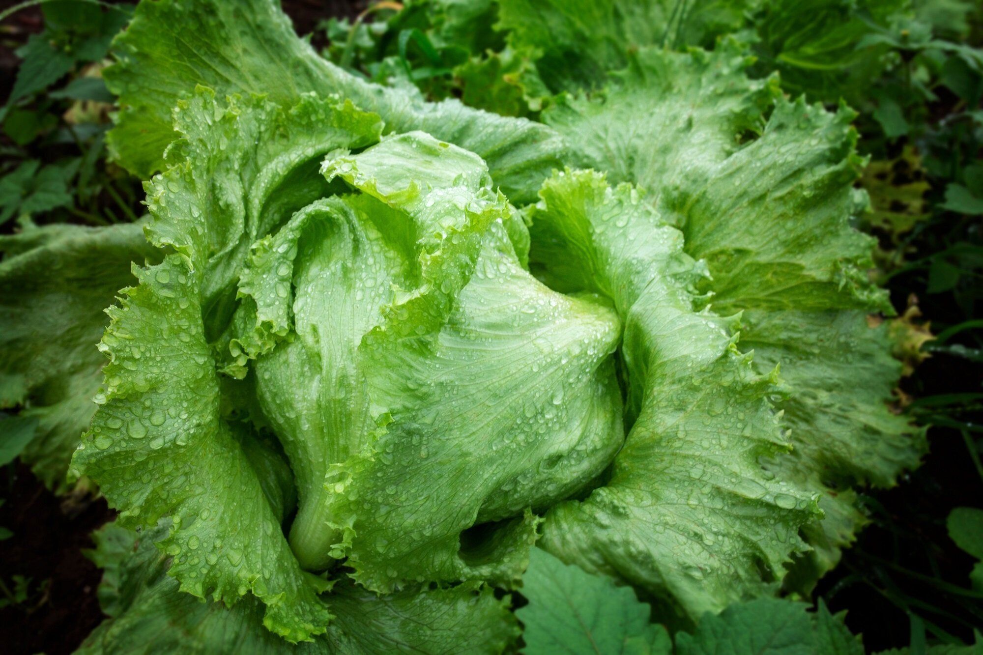 「チャーハン症候群」で死亡したケースも…夏のお弁当に入れてはいけない食材・おかず