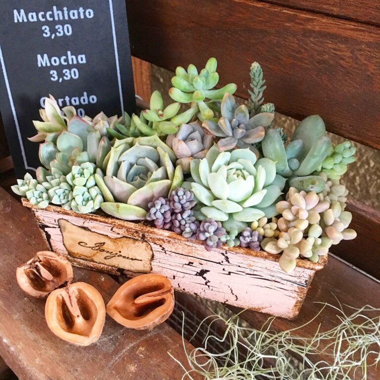 【100均で買える】暑さに強くて初心者向き！夏に楽しめる「タフ系」多肉植物5選