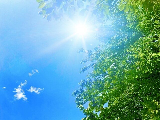 暑さに強い&初心者も安心！100均で買えるおすすめ多肉植物5選