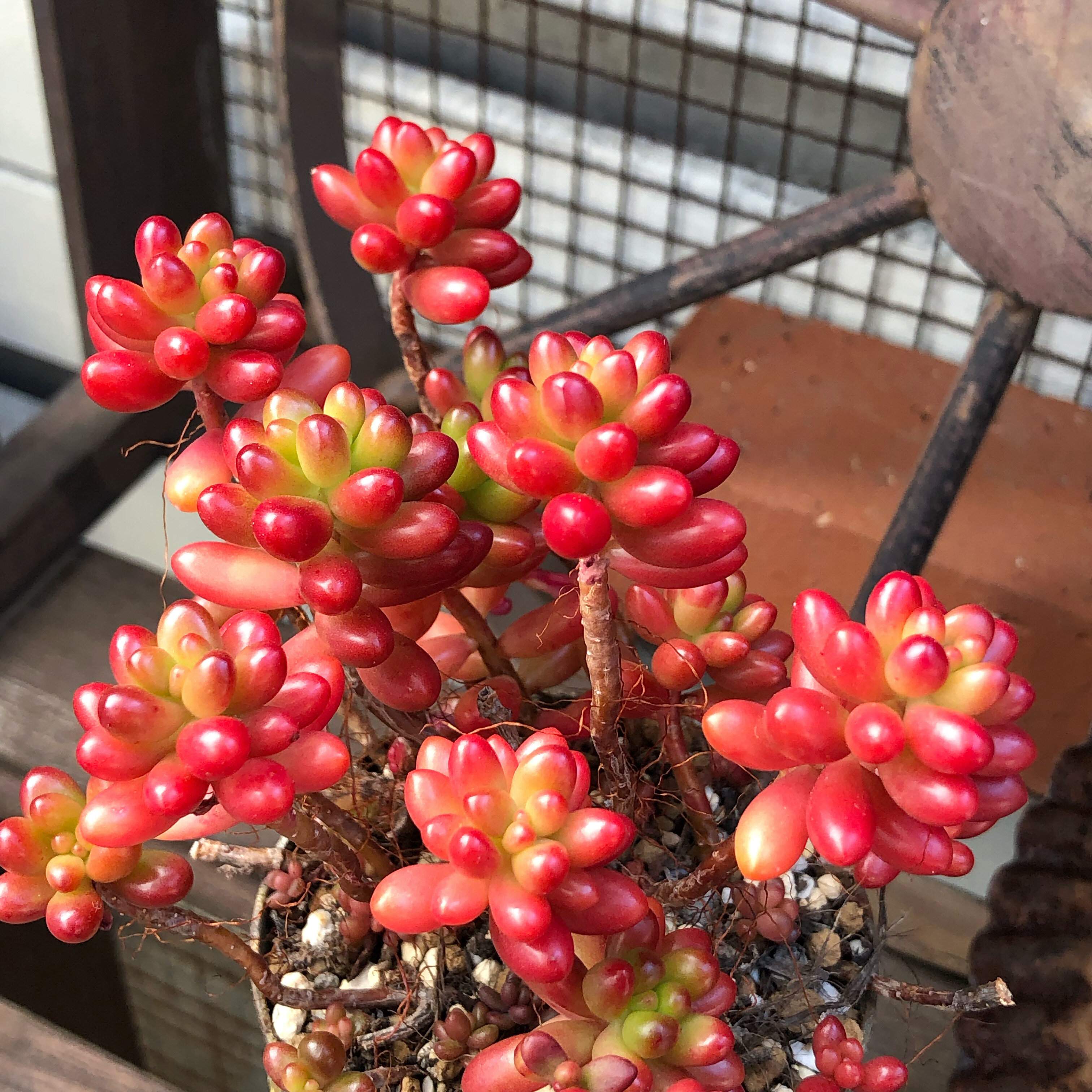 虹の玉｜コロンとした葉っぱが魅力！丈夫な入門株