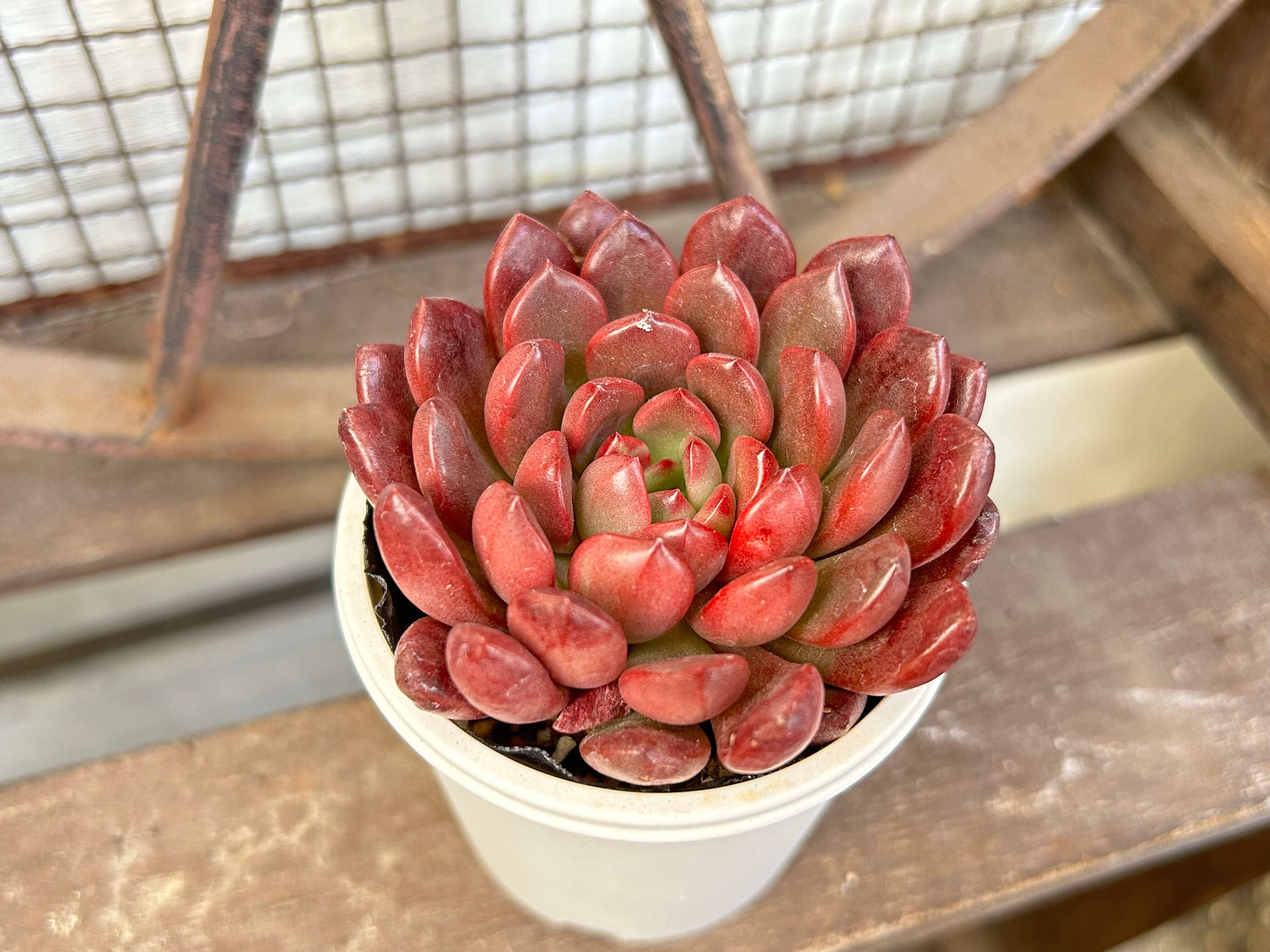 ピンクルルビー｜発色バツグン！見た目重視の推し多肉