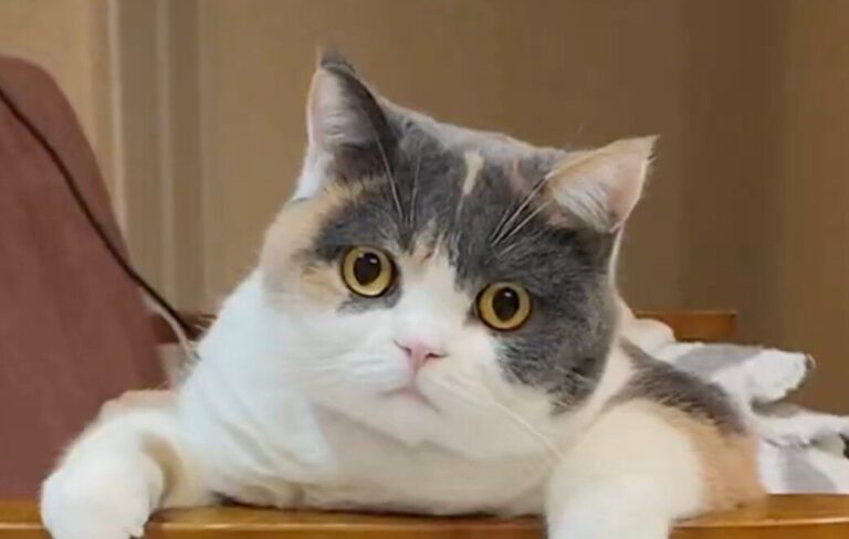 「座っただけなのに、ハマって抜けません」椅子から抜け出せない猫に2.7万件のいいね！オロオロと慌てふためく姿がかわいすぎると話題に