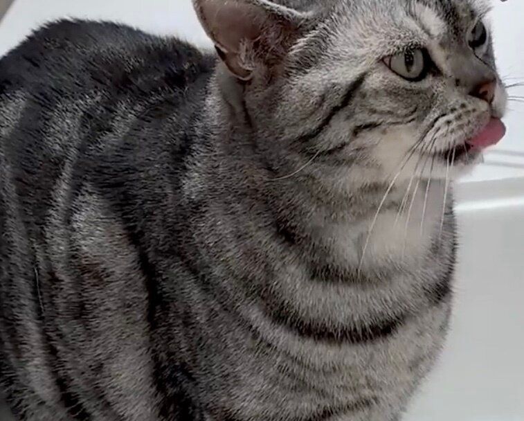 タッチレス水栓を扱う猫が話題に！怖がるどころか、びしょ濡れになりながら水を飲む姿に3.3万人が驚きを隠せない！