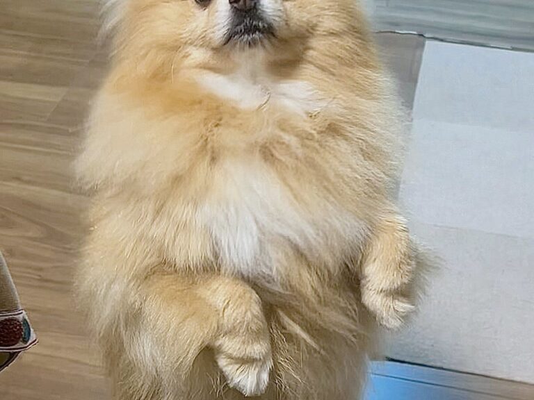「うれしいな」「こっち見て」飼い主さんに気持ちを伝えたい！背伸びを頑張るポメラニアンがあいくるしい