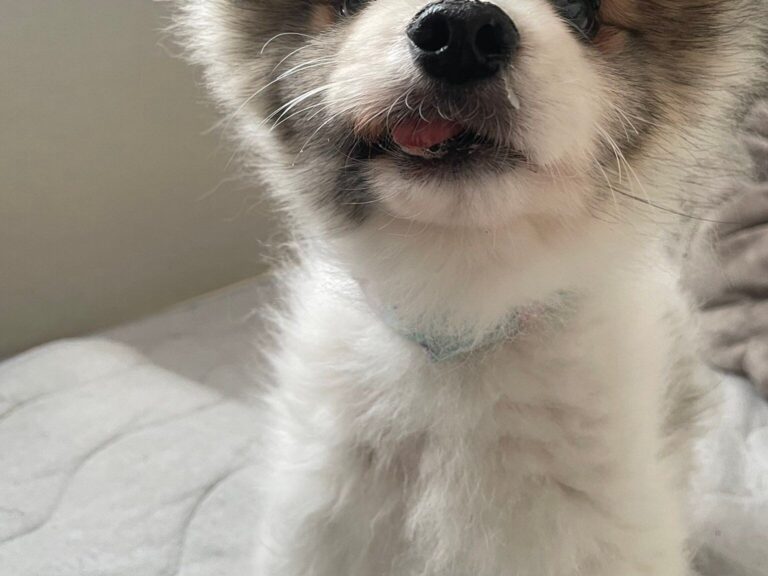 「ニオイがするのにどっかいったワン」食べ途中のおやつを見失い捜すポメラニアン、第三者の目線で撮った写真にクスッ