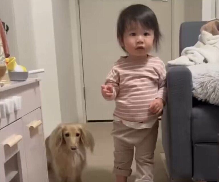 1歳娘の突然の駄々っ子モードに、素早く反応して避難する愛犬。その賢い様子に1.3万件のいいねが集まり話題に