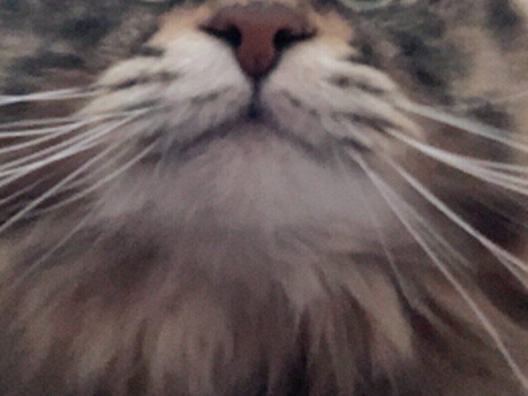 猫のリモート会議が始まった!?「“あ、お疲れ様でーす”って言いそう」なかわいすぎる光景に8.9万いいね