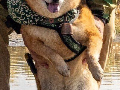 水たまりがどうしても気になる柴犬「もう何回目？」飼い主さんにレスキューされるもニコニコ笑顔