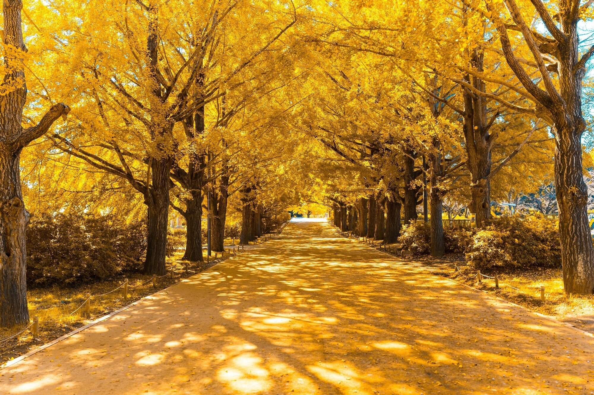 来年の運気を先取り!10月19日にやると金運があがることって⁉10月開運風水【Dr.コパの風水解説】