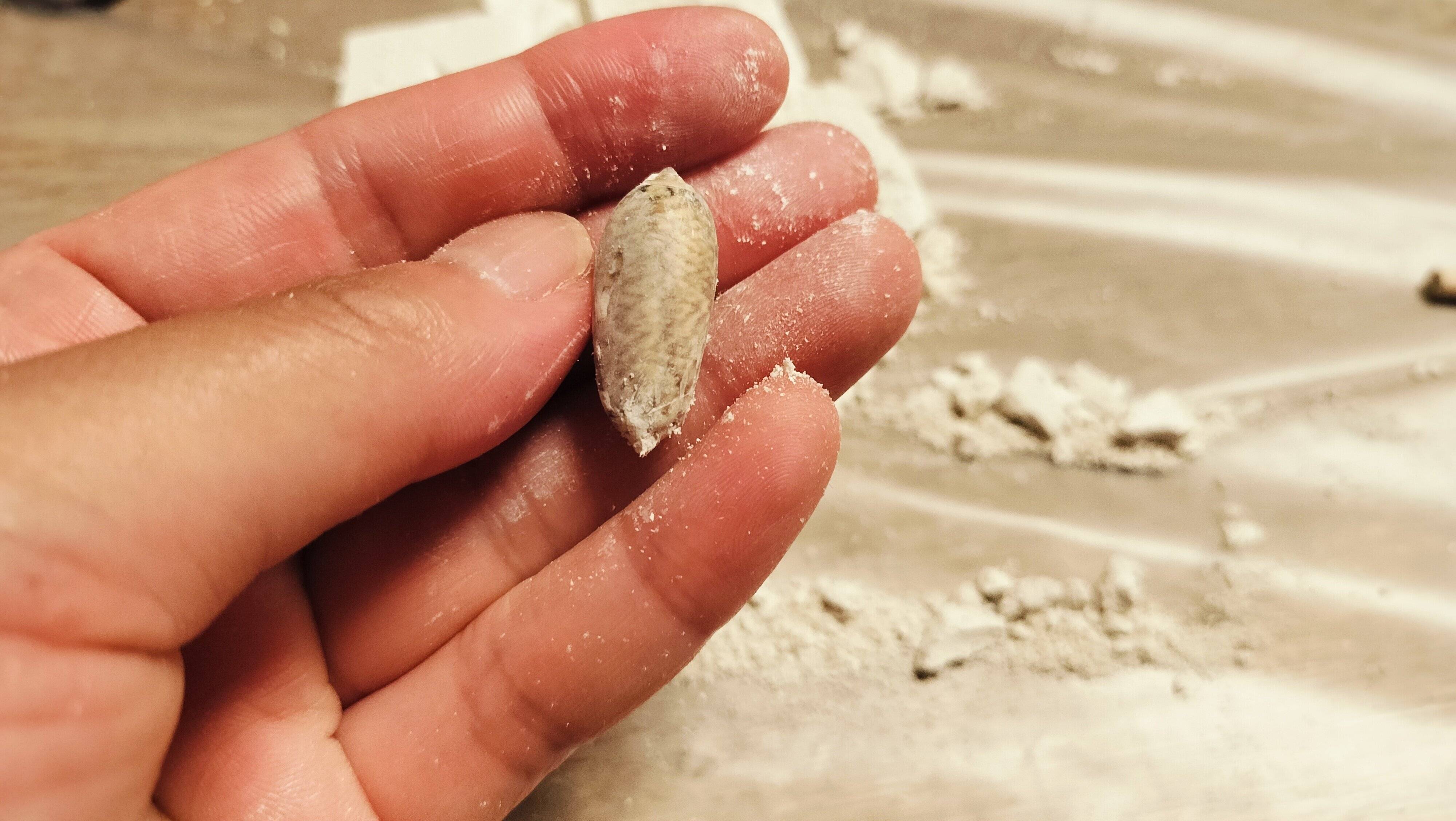 貝も綺麗に発掘できた