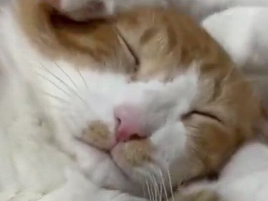 何をされても幸せ!?同居猫が大好きすぎて蹴られても全然くじけない猫ちゃん。健気な姿に「キュンとする」