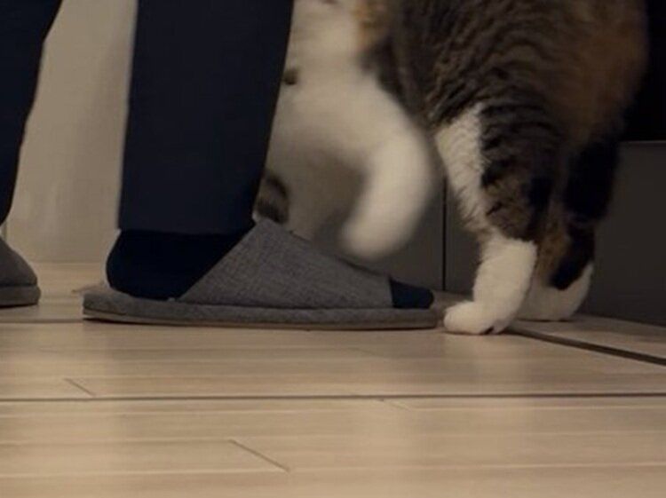 元保護猫のおもしろい瞬間に遭遇！飼い主の足にまとわりつきドジした愛猫を笑うと、まん丸の目でにらまれる