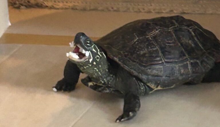 大好きなお米を食べて「うまーい」と喜ぶクサガメが可愛すぎると話題に！「癒される」の声集まる