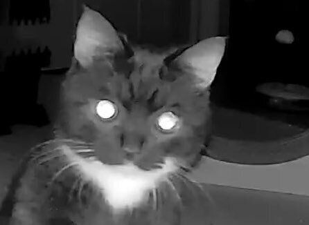 夜中に寝室を抜け出し、こっそりエサを確認する“食いしん坊にゃんこ”に5.8万いいね！2本足で立ち上がる姿が「かわいい」「人が入っていそう」と話題に