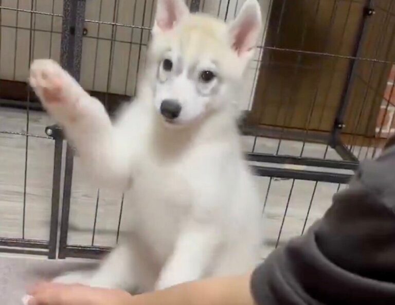 生後2カ月のシベリアンハスキーにお手をさせたら「おて？」になっちゃった！3.7万件のいいねと「かわいすぎて反則」の声集まる