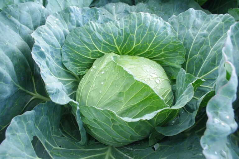 じつはおすすめできない!?キャベツのNGな食べ方と栄養を逃がさない解決策を野菜ソムリエが解説