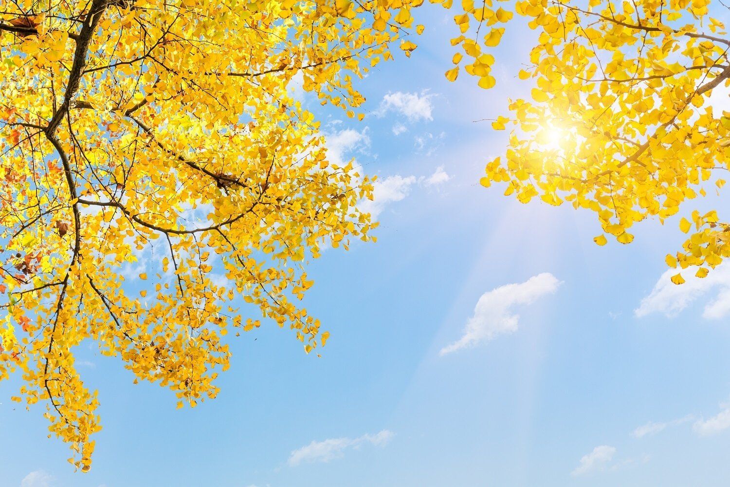 鶏肉を食べると来年の金運を先取りできる!?11月の金運アップ風水【Dr.コパの風水解説】