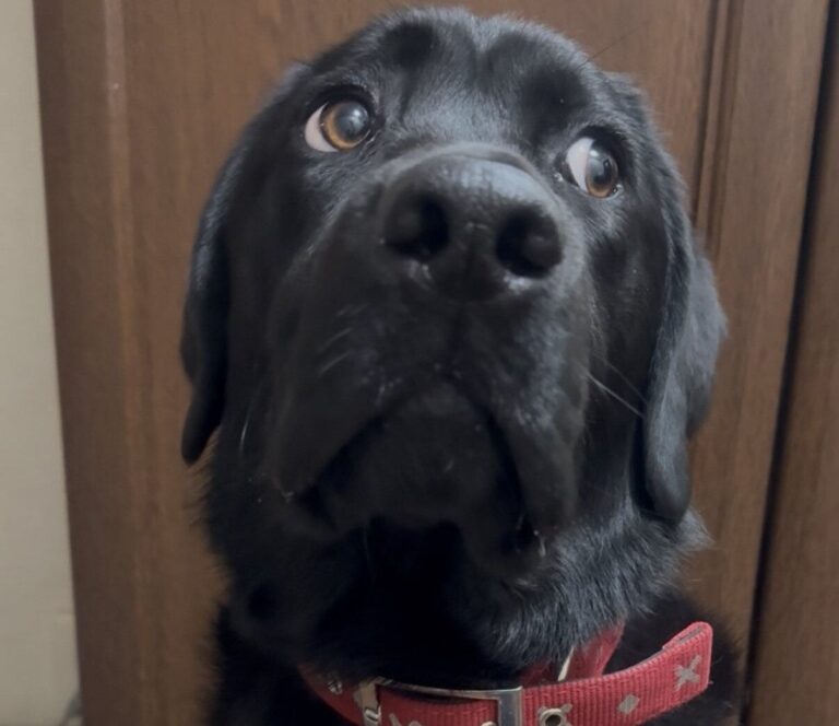 「絶対になにかをした犬」いたずらし目を合わせないラブラドール・レトリーバー。可愛いすぎると3.7万件いいね