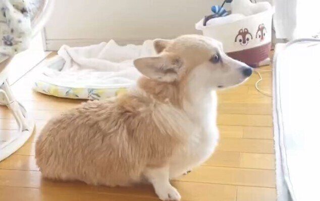 ドライヤーが苦手なコーギー。遠く離れた場所で座り、風を受ける姿がかわいすぎる！「女王様だ」「かわいい」の声