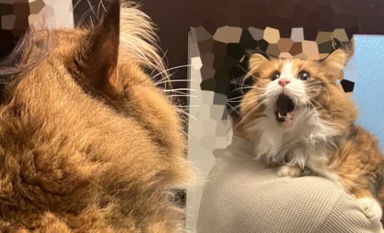 お風呂嫌いなノルウェージャンフォレストキャットが見せた悲痛な叫び。表情から伝わる心の声に「ガンバレ」