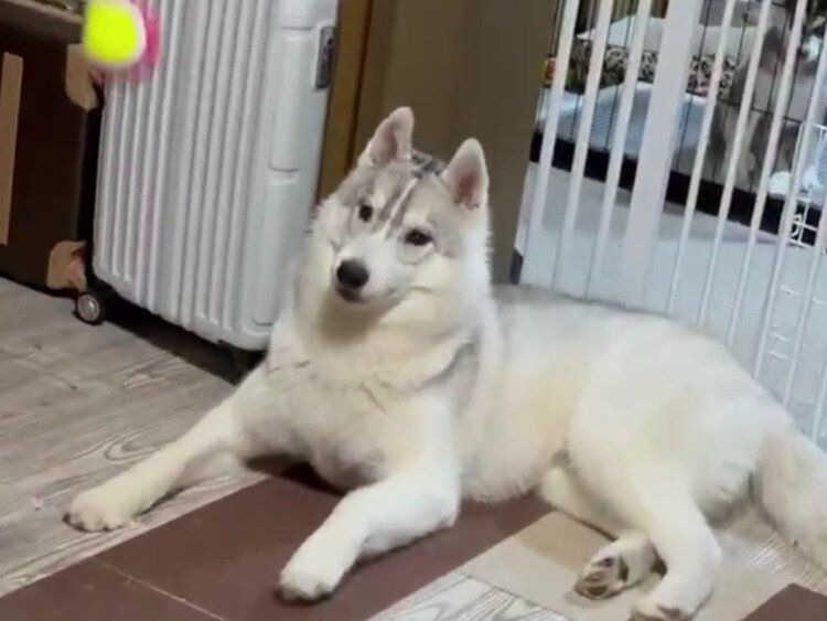 ハスキー犬の兄、運動神経が悪そうなボール遊びの様子に「何か愛きょうがある」6.9万件の「いいね」が集まる