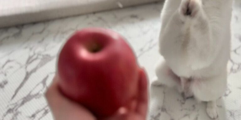 大好物のリンゴをもらったと聞いた、ポメラニアンの仕草がかわいすぎる！「おりこうさん」の声と7.4千件いいね
