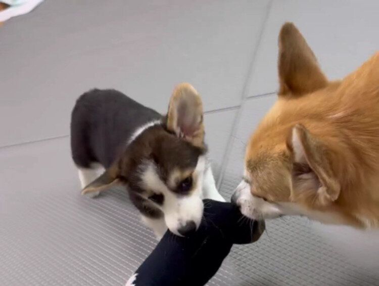 足を伸ばして座っていたら！靴下をおもちゃにして奪い合う2頭のコーギーの姿が「うんとこしょ、どっこいしょ」かぶを抜く絵本みたい