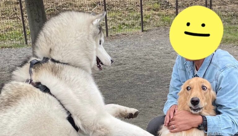グイグイと歩み寄るハスキーと引き気味なゴールデンレトリーバー。かわいい2匹のやりとりに17.8万件いいね